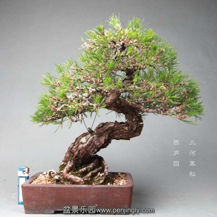 bonsai060402.jpg
