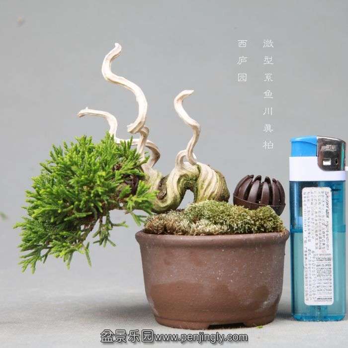 bonsai060413.jpg