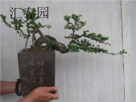 psb (1).jpg