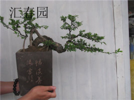 psb (2).jpg