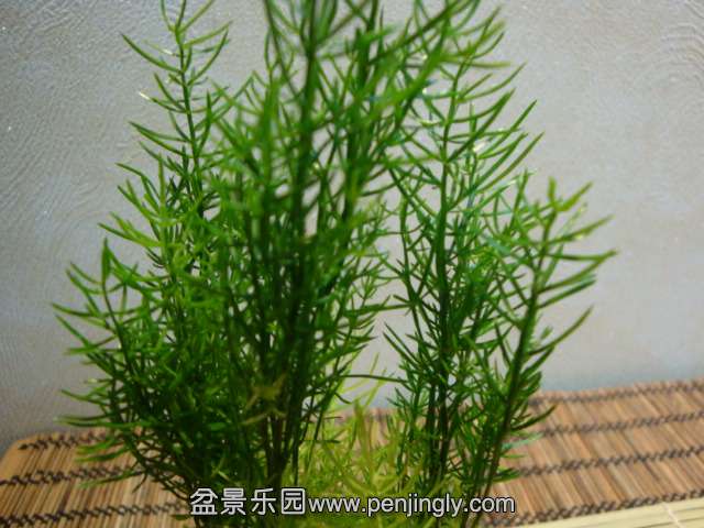 DSC08310.JPG