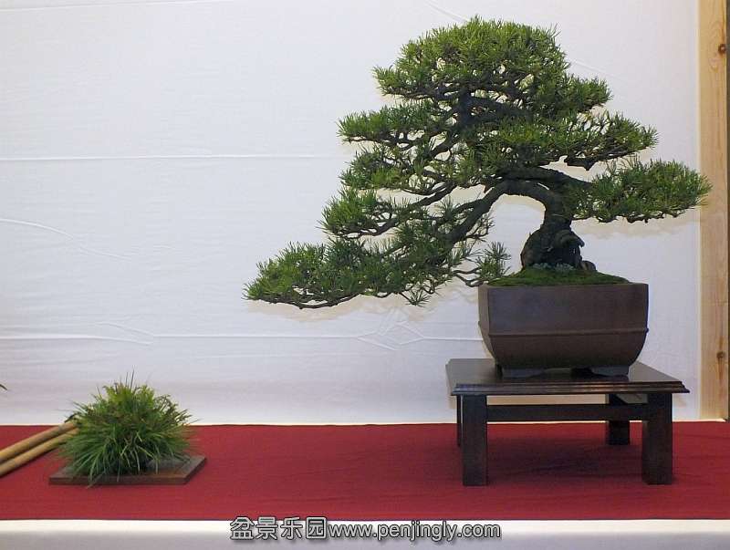 EUK Bonsai Ten 2013 015a.jpg