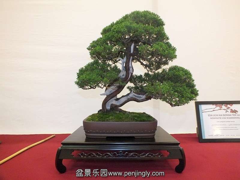 EUK Bonsai Ten 2013 028e.jpg