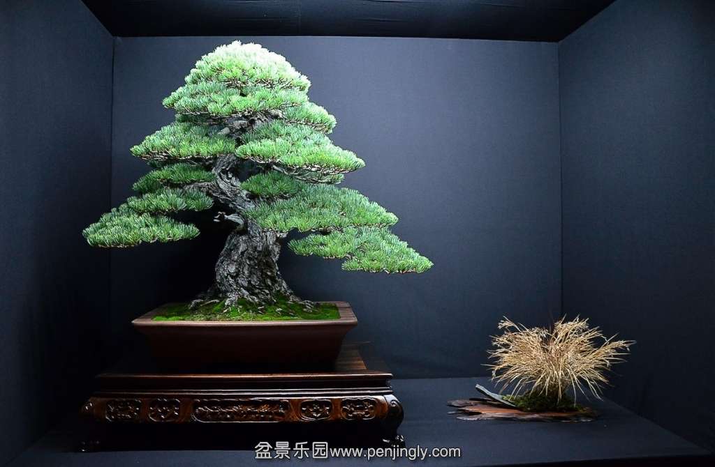 EUK BONSAI TEN 2013 033.jpg