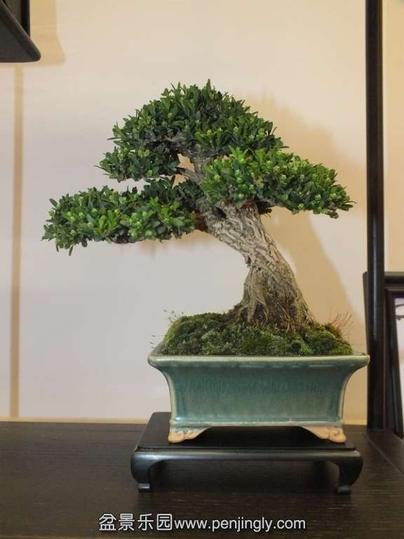 EUK Bonsai Ten 2013 043ha.jpg