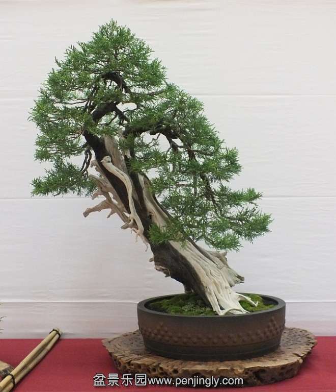 EUK Bonsai Ten 2013 049e.jpg