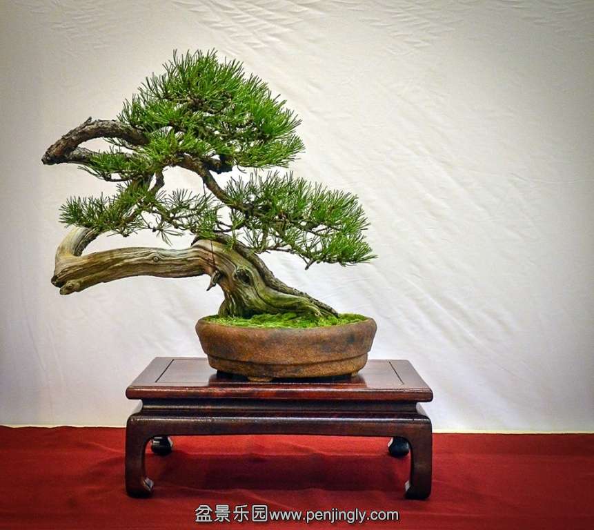 EUK BONSAI TEN 2013 051.jpg