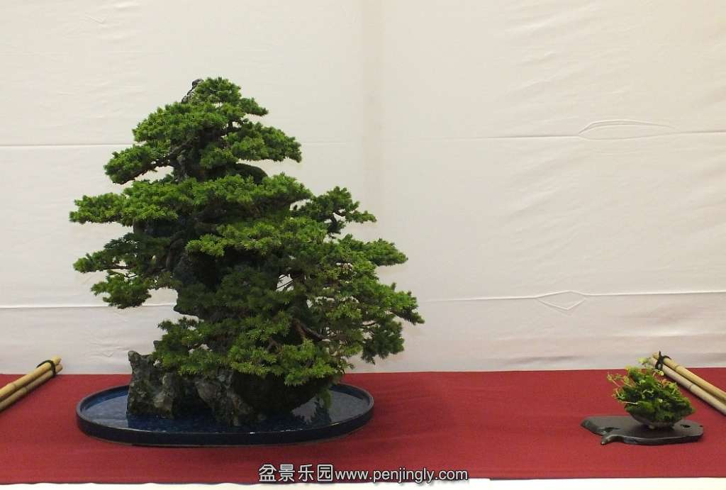 EUK Bonsai Ten 2013 051a.jpg