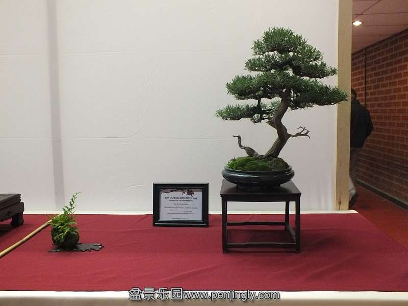 EUK Bonsai Ten 2013 060d.jpg