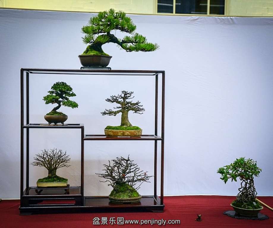 EUK BONSAI TEN 2013 061.jpg