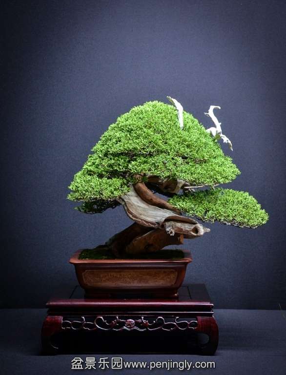 EUK BONSAI TEN 2013 121.jpg