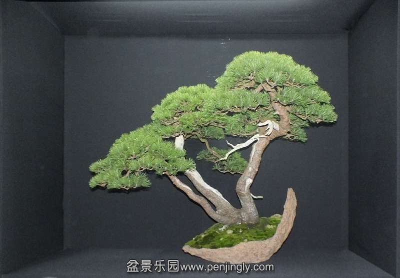 EUK Bonsai Ten 2013 Podium in black 008a.jpg