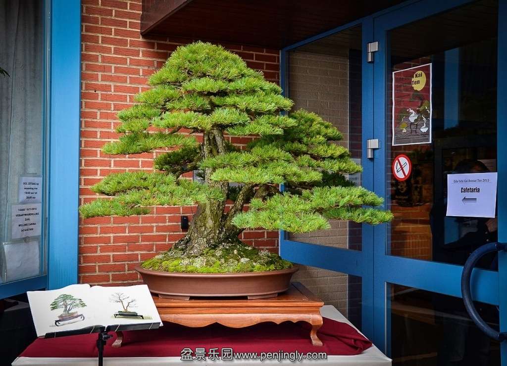 EUK BONSAI TEN 2013 031_conew1.jpg