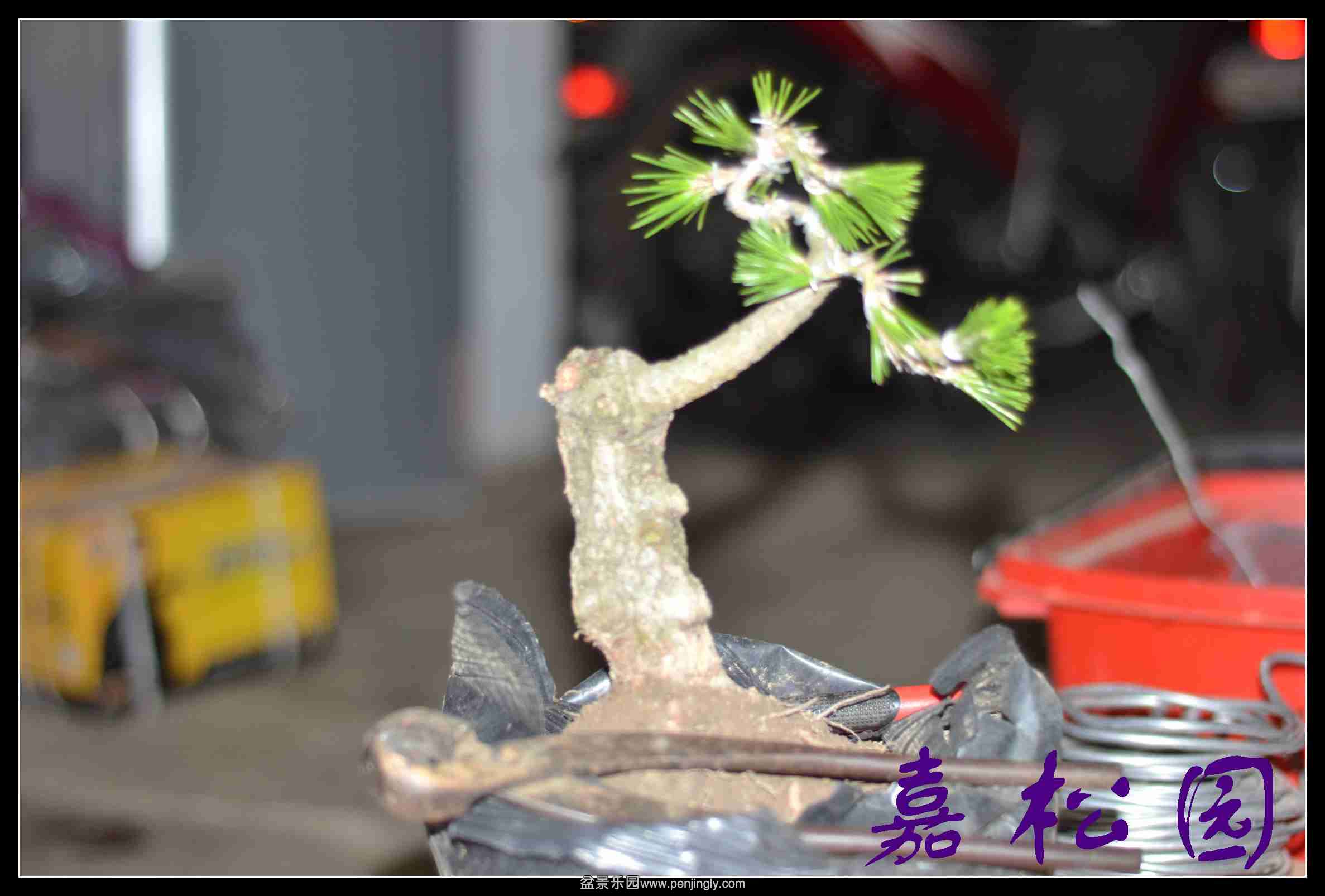 20140609 009.JPG