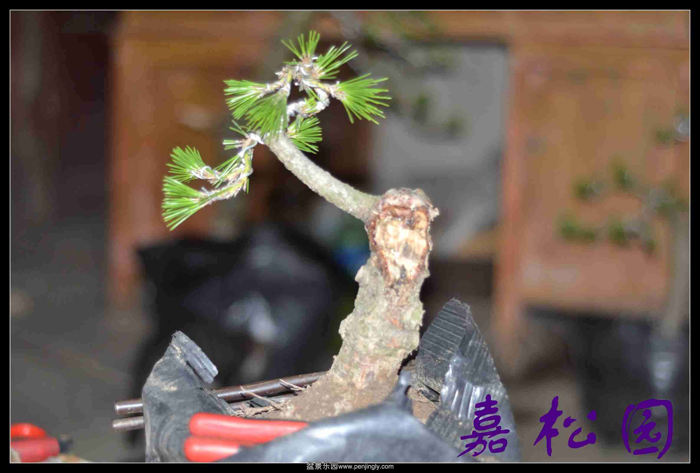 20140609 010.JPG