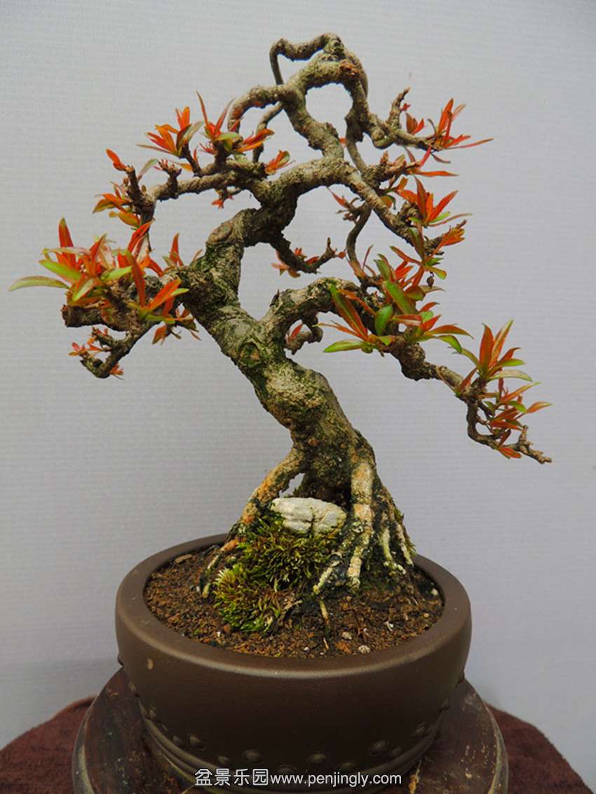 DSCN4378_ת_.jpg
