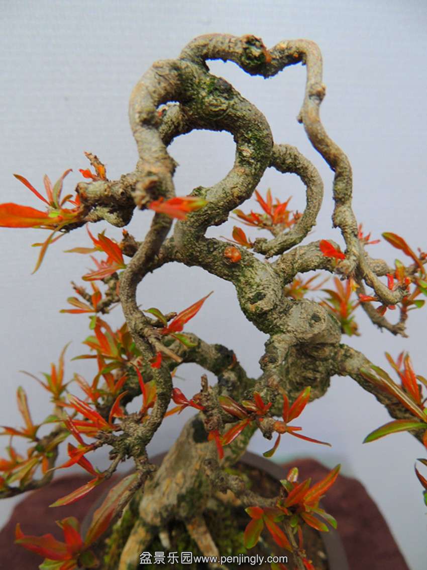 DSCN4391_ת_.jpg