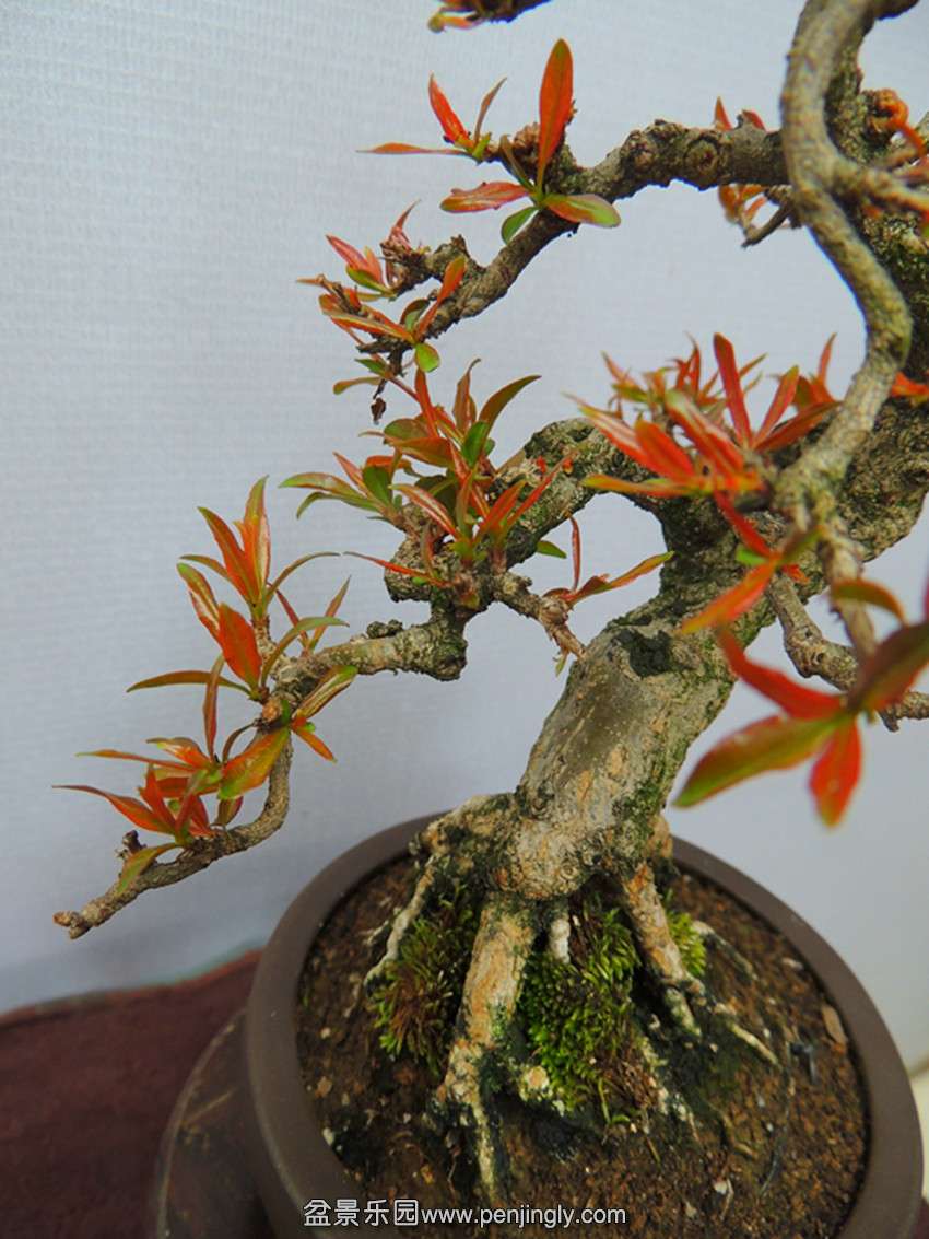DSCN4392_ת_.jpg