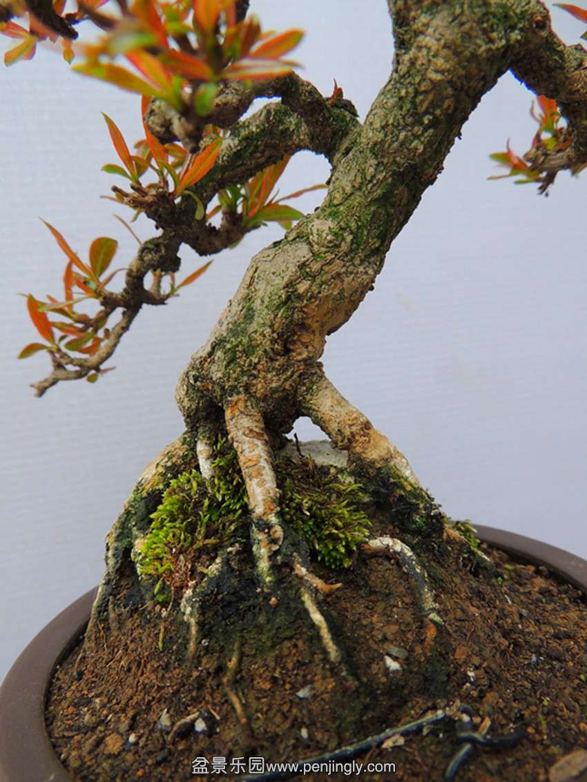 DSCN4395_ת_.jpg
