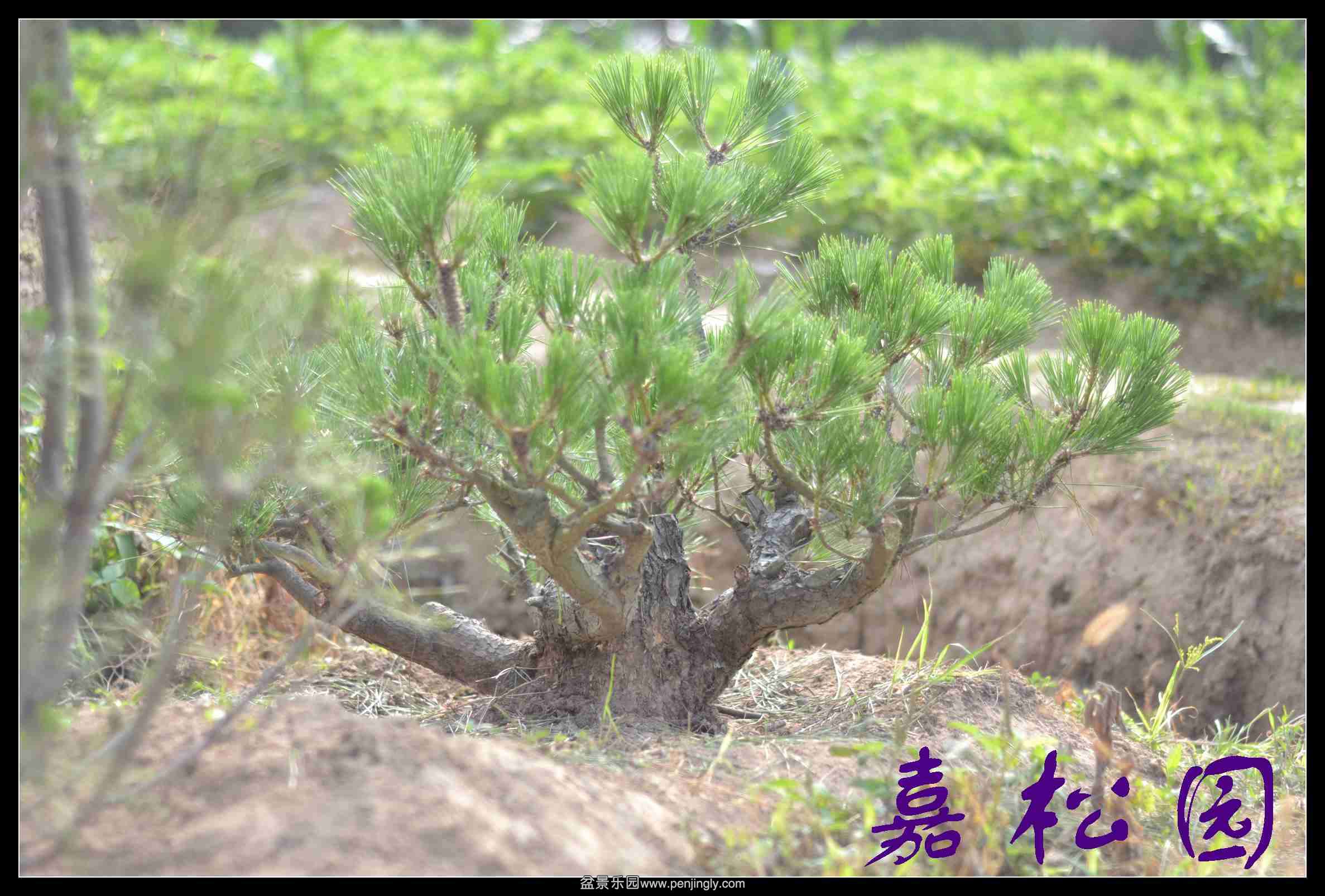20140610 001.JPG
