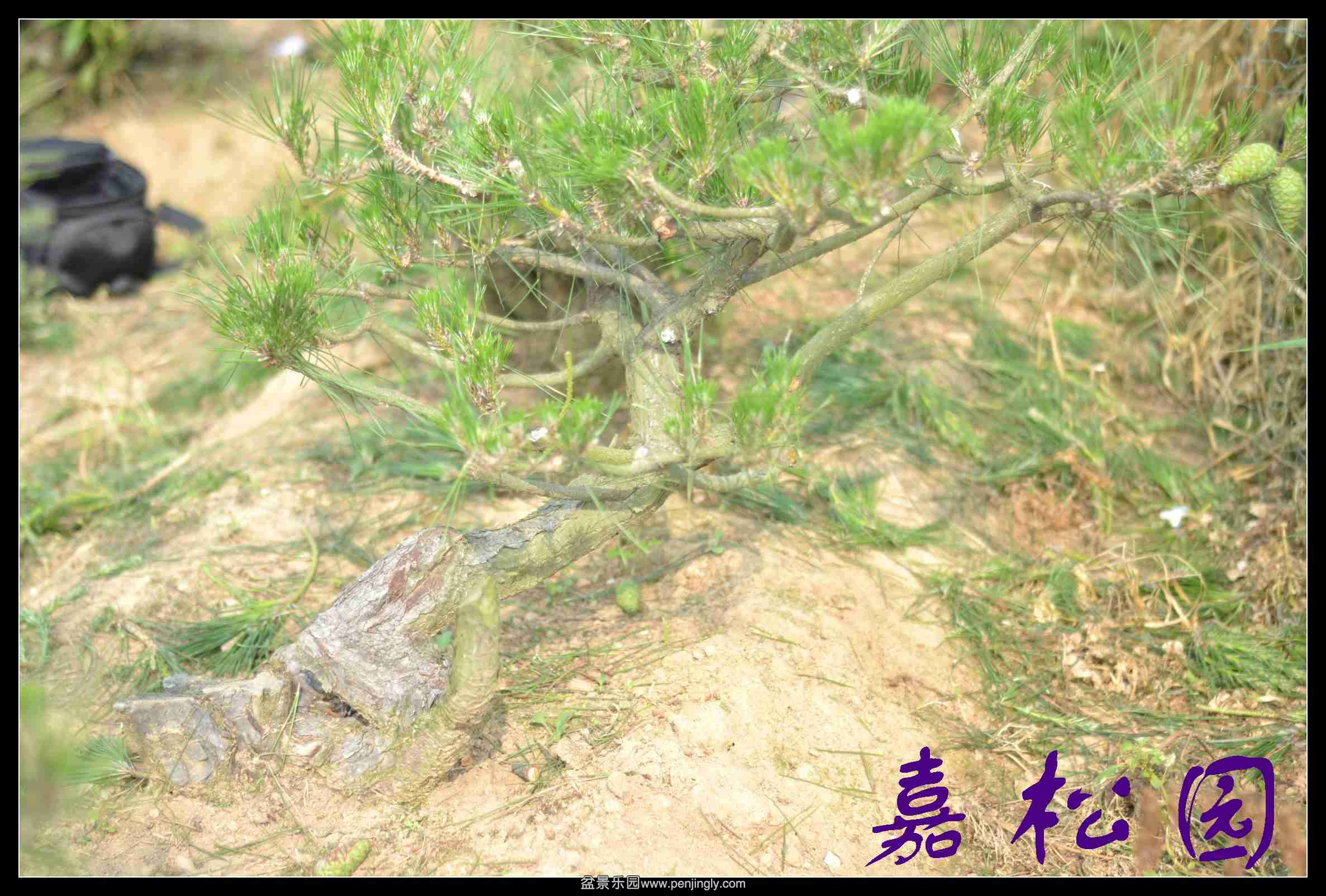 20140610 004.JPG