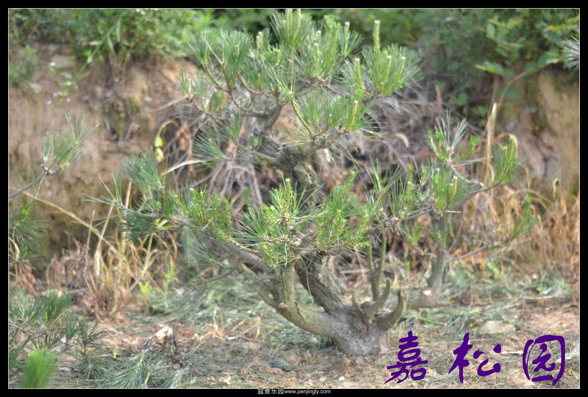 20140610 007.JPG