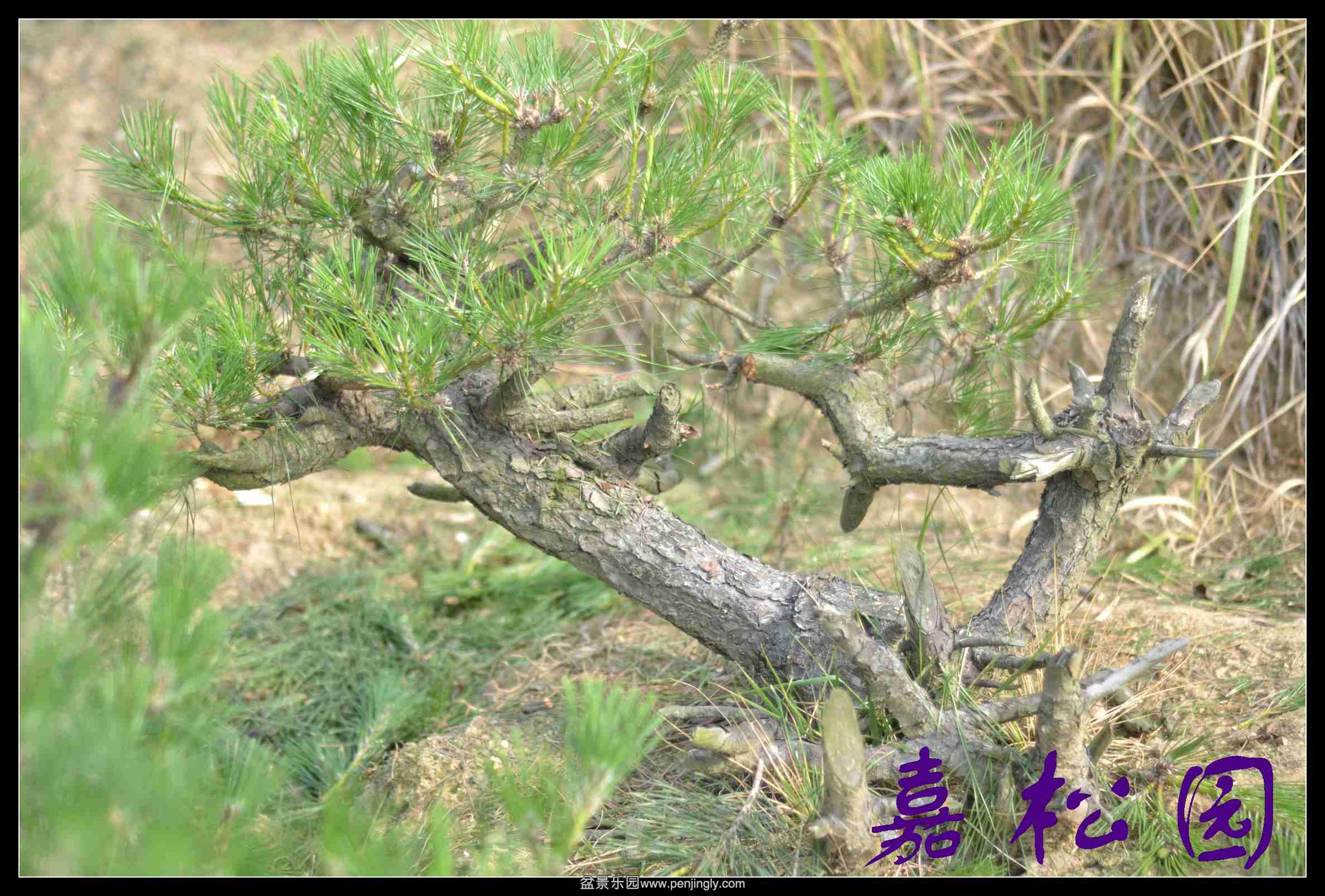 20140610 008.JPG