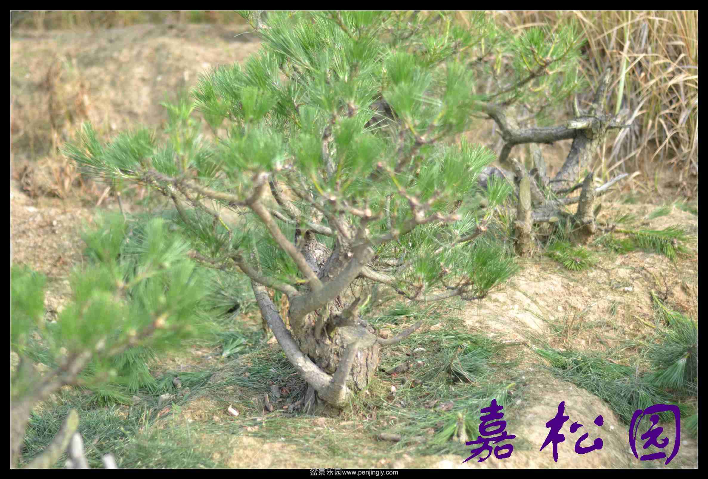 20140610 009.JPG
