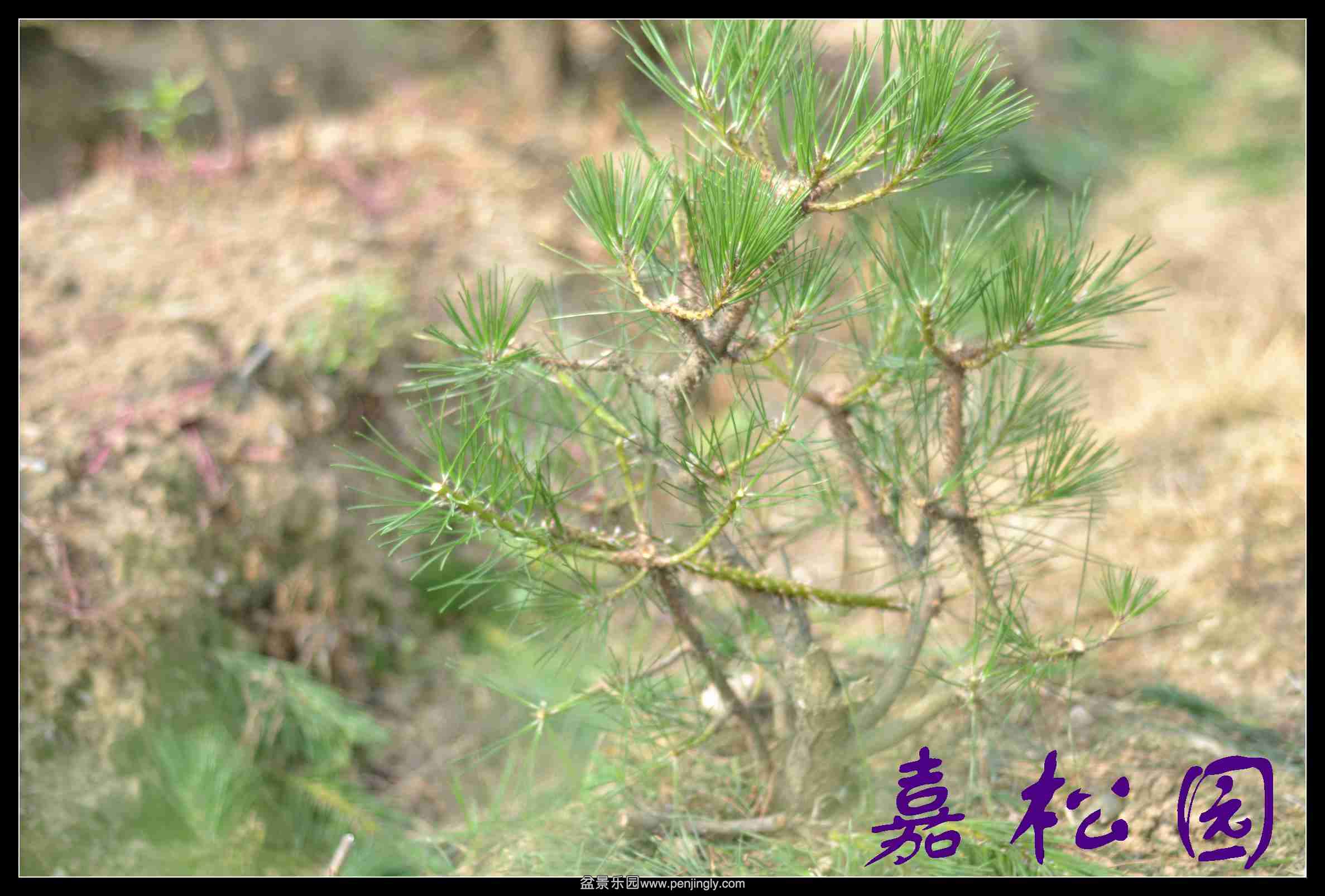 20140610 012.JPG