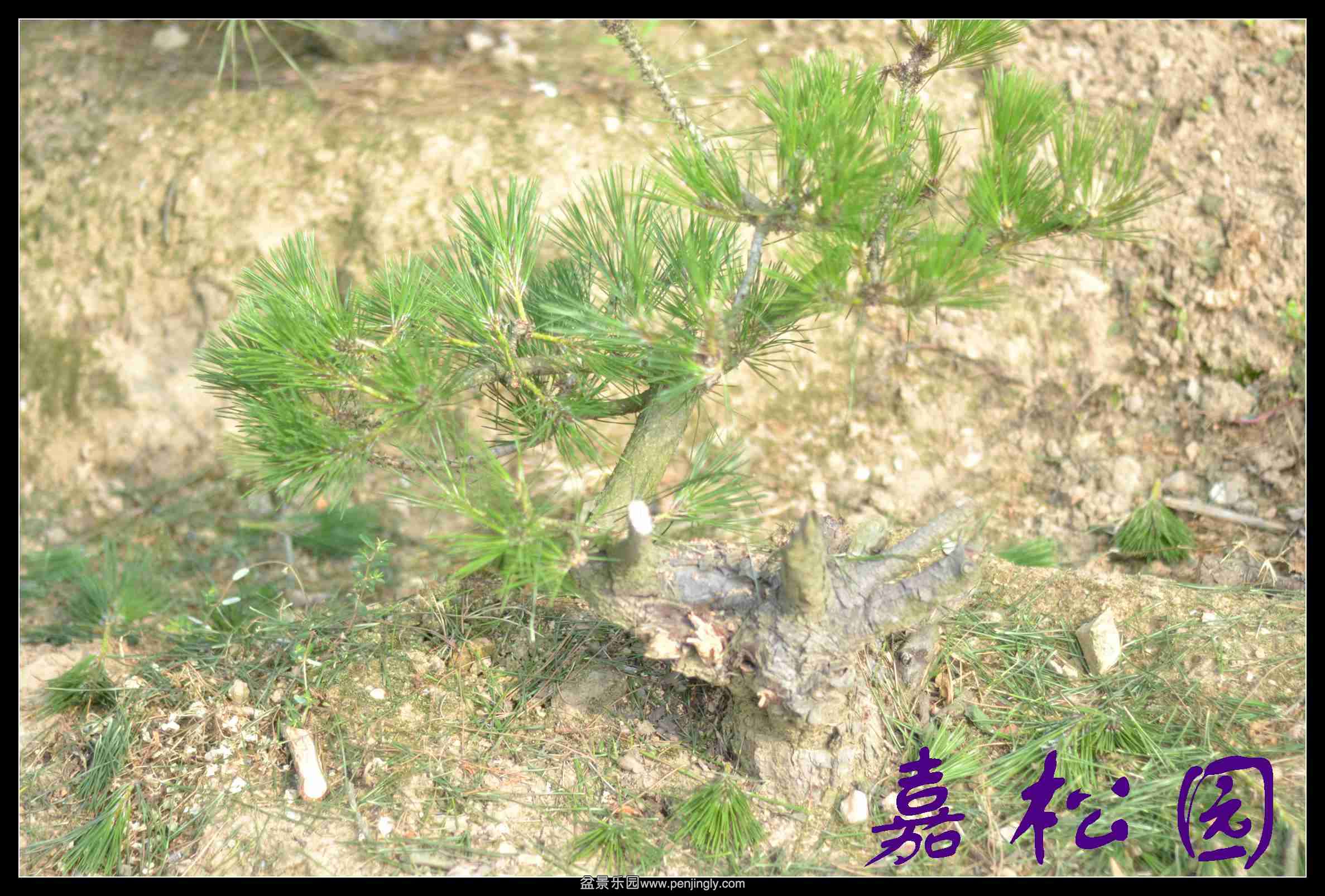 20140610 015.JPG