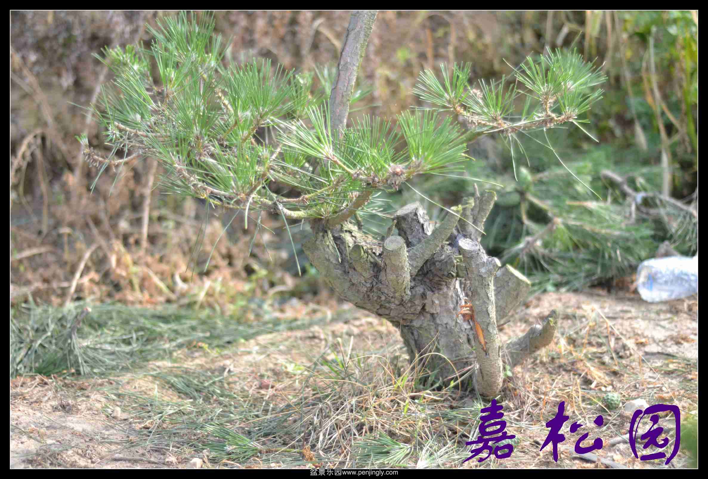 20140610 017.JPG