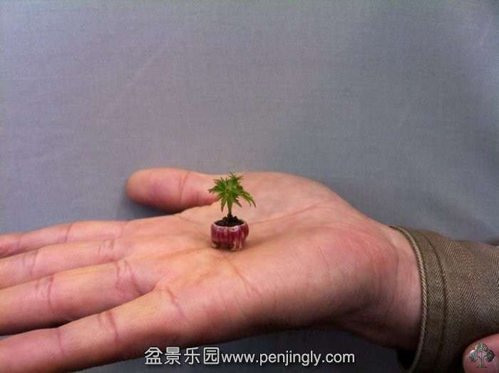 01-smallest-bonsai.jpg