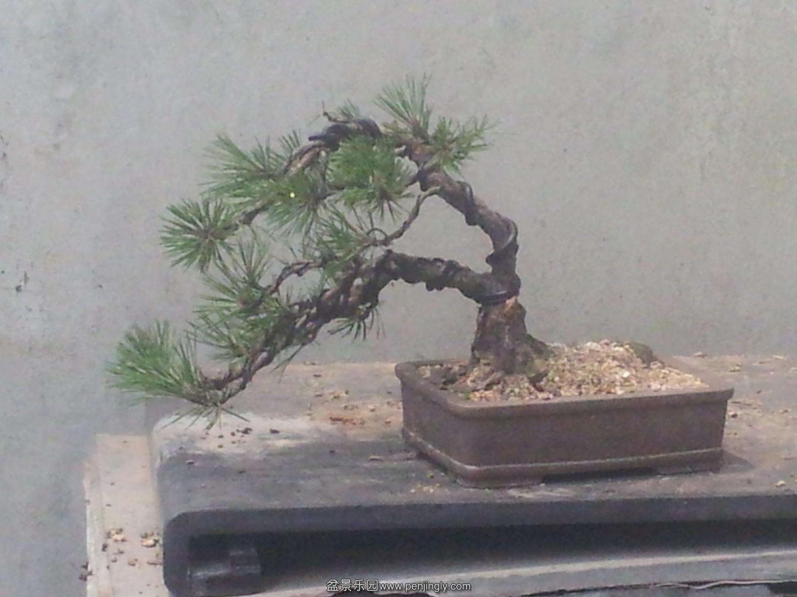 20140612_110831--d.JPG