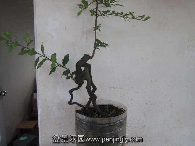 Ƭ 105.jpg