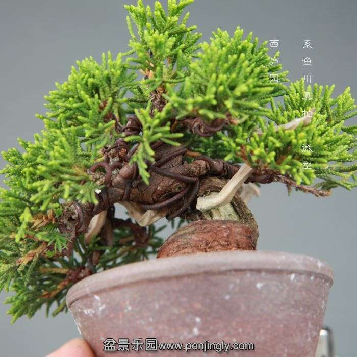 bonsai1406132.jpg