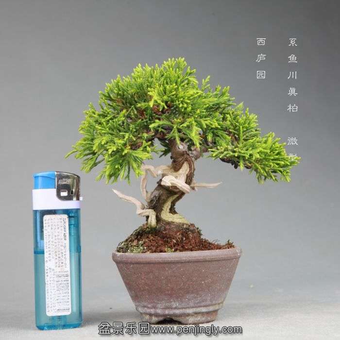 bonsai1406133.jpg