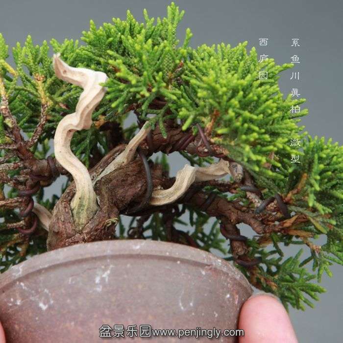 bonsai1406135.jpg