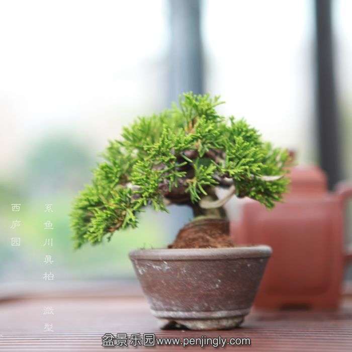 bonsai1406136.jpg