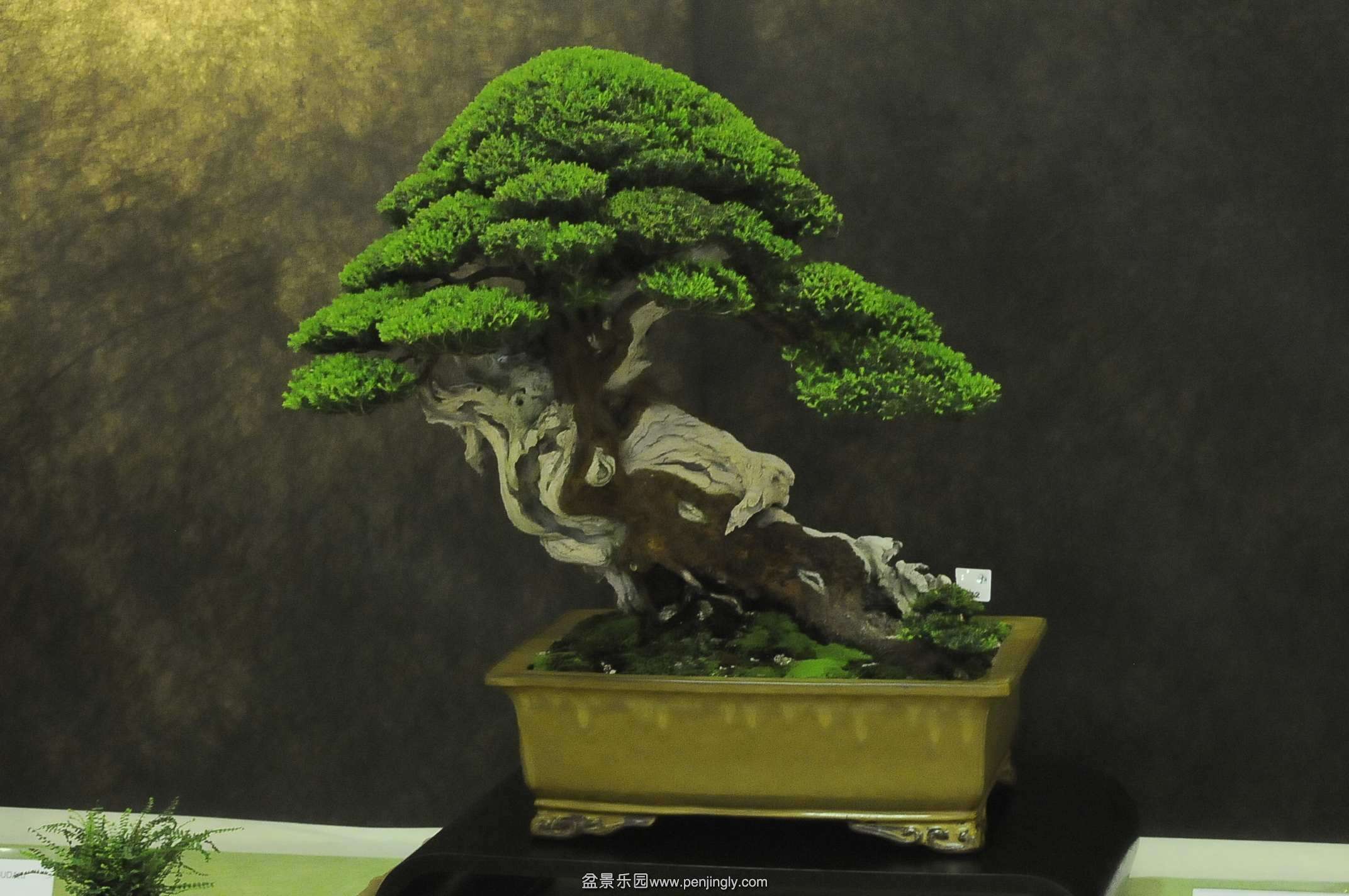 UBI_Bonsai_2013_03_conew1.jpg
