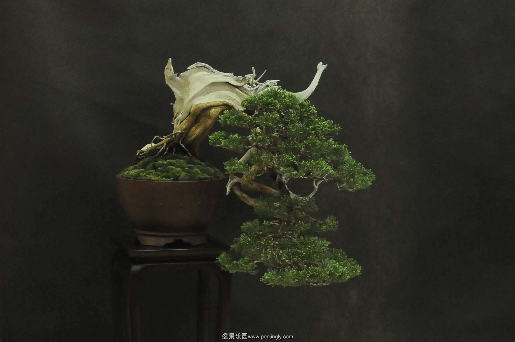 UBI_Bonsai_2013_12_conew1.jpg