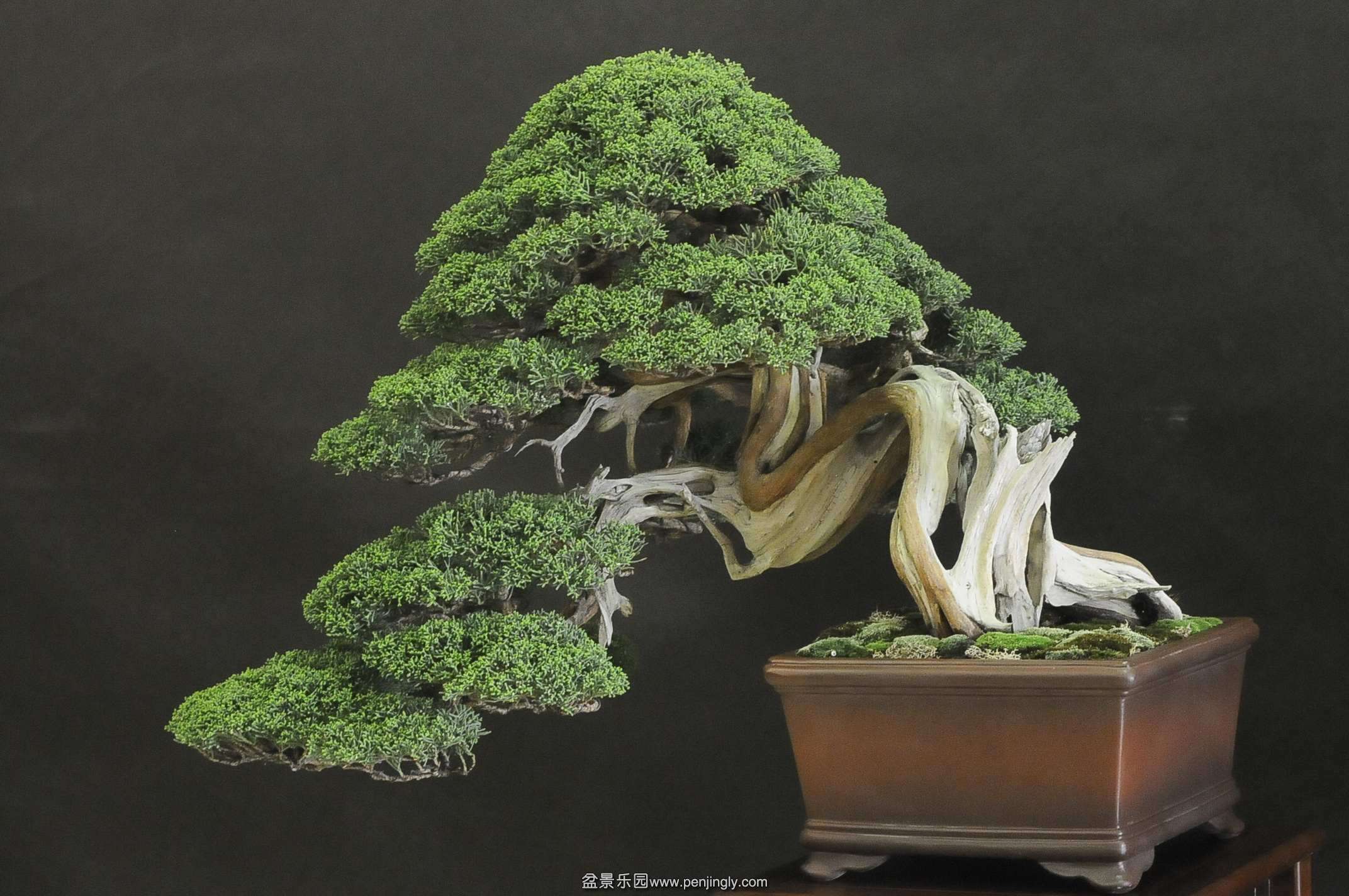 UBI_Bonsai_2013_16_conew1.jpg