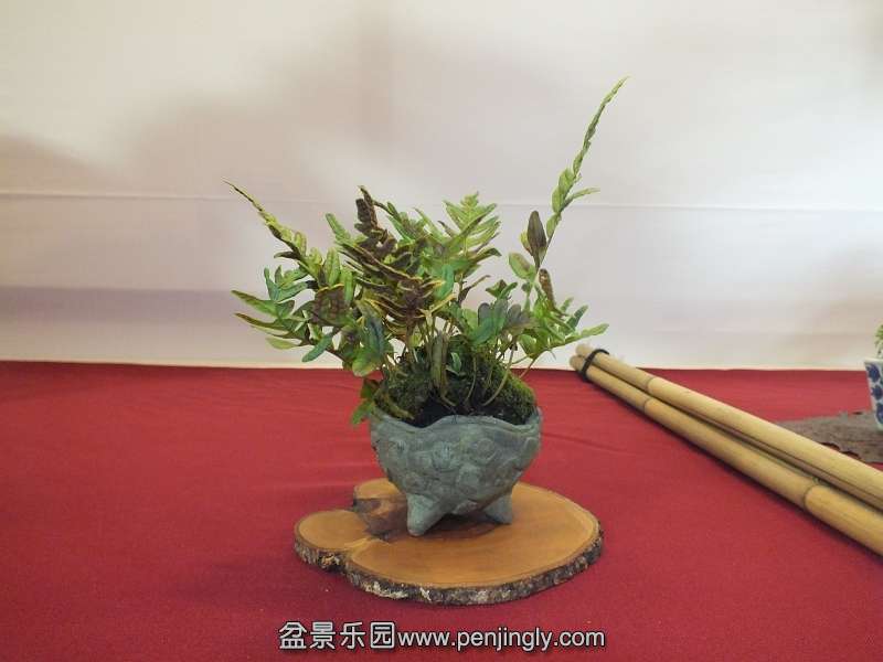 EUK Bonsai Ten 2013 002c.jpg