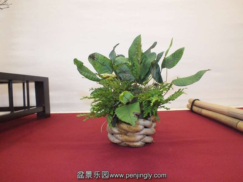 EUK Bonsai Ten 2013 019f.jpg