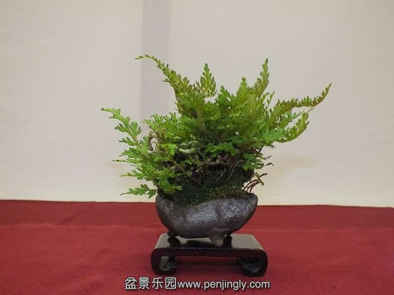 EUK Bonsai Ten 2013 030e.jpg