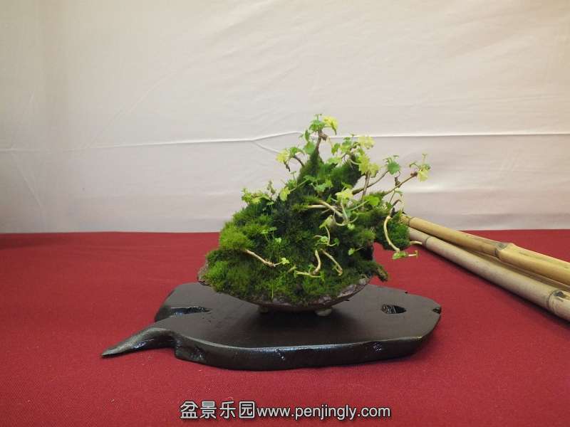 EUK Bonsai Ten 2013 051c.jpg