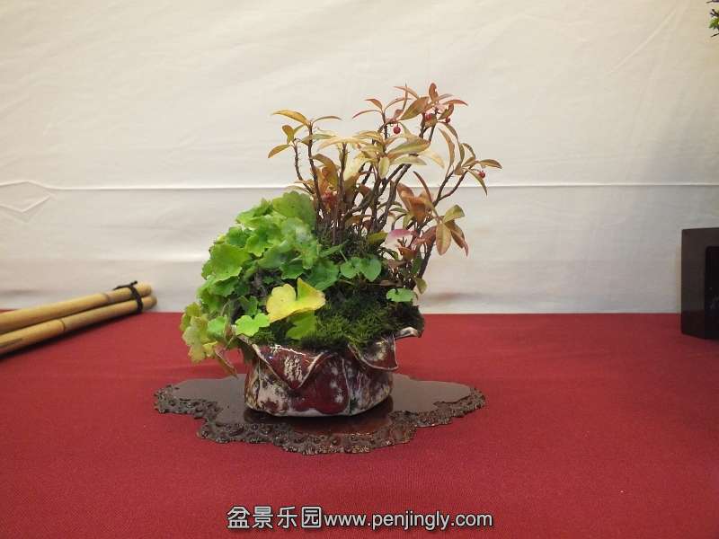 EUK Bonsai Ten 2013 052e.jpg