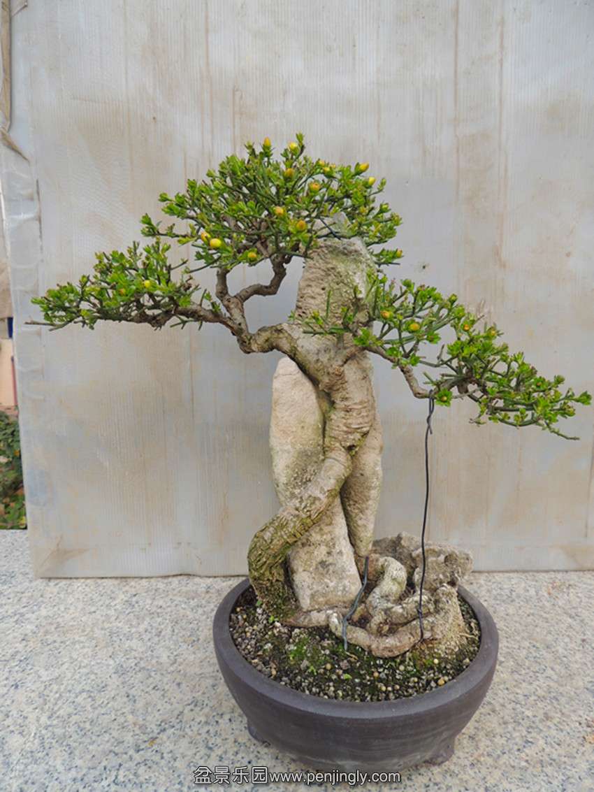 DSCN4189_ת_.jpg