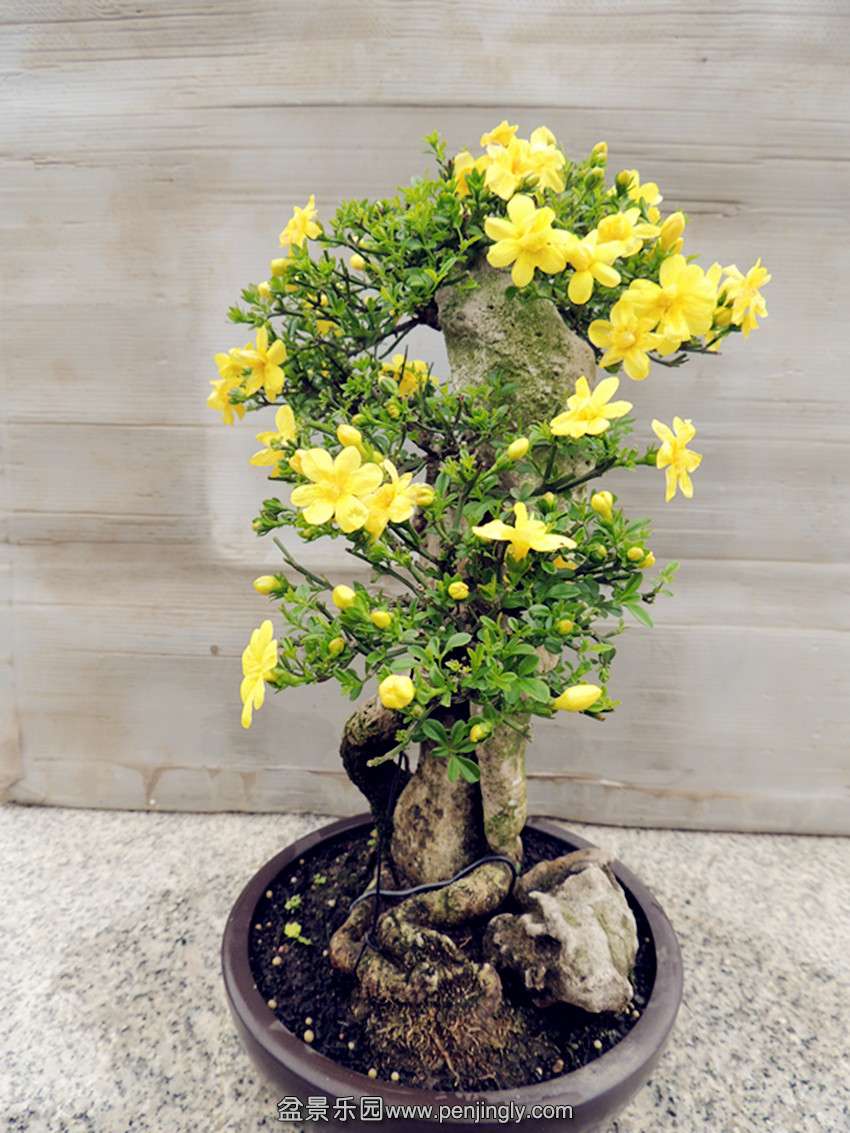 DSCN4399_ת_.jpg