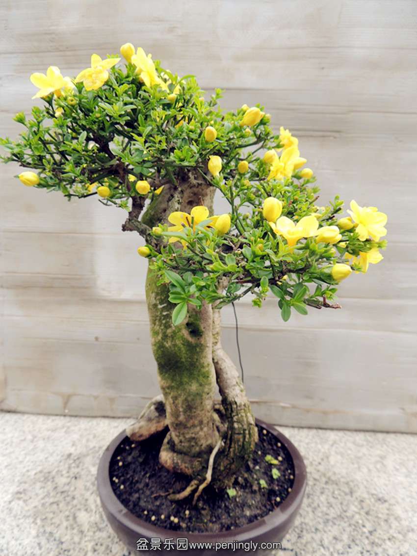 DSCN4401_ת_.jpg
