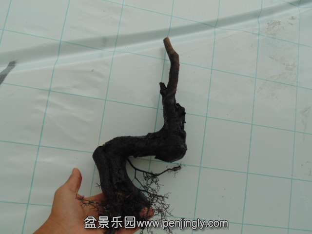 DSC04010.JPG